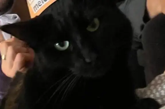 Animaux perdus Vétraz-Monthoux, photo: Perdu chat femme, Route de la Colline, 14, Vétraz-Monthoux - chatte noire, yeux vert