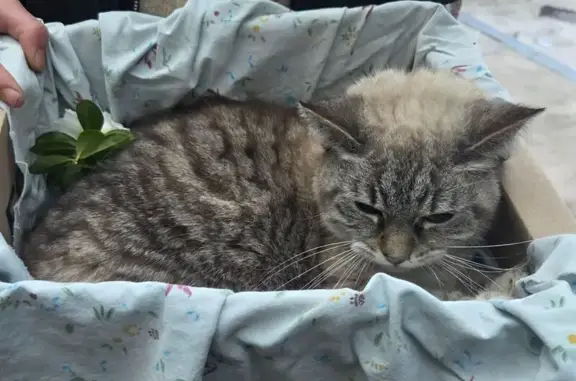 Animaux trouvés Champagnole, photo: Trouvé chat femelle, Avenue de la République, 50, Champagnole - gris