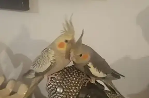 Perdu oiseau, Groslay, Paris - calopsitte grise née en décembre - photo