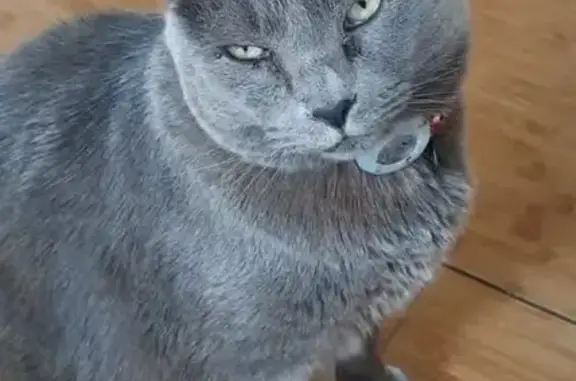 Missing cat Longmont, photo: Lost male cat, Poway, California - green collar and microchip