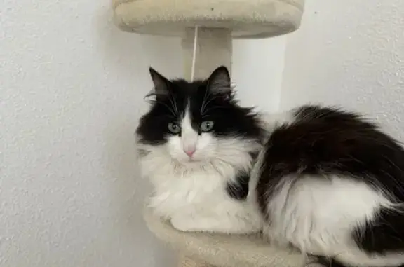 Chat perdu, Paris, photo: Perdu Chat, Rue Ambroise Paré, 109, Le Mans - poils noirs et blancs longs