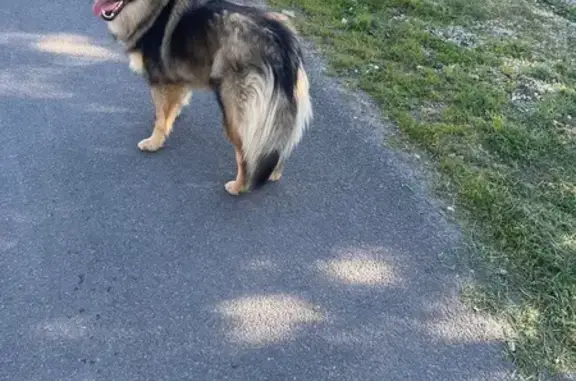 Animaux trouvés Villebernier, photo: Trouvé Chien, Rue de la Seguinière, Villebernier - tricolore et jeune