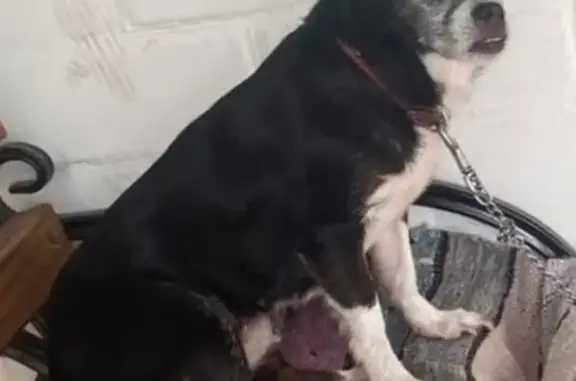 Зникла собака: чорна з білими мітками, Бровари