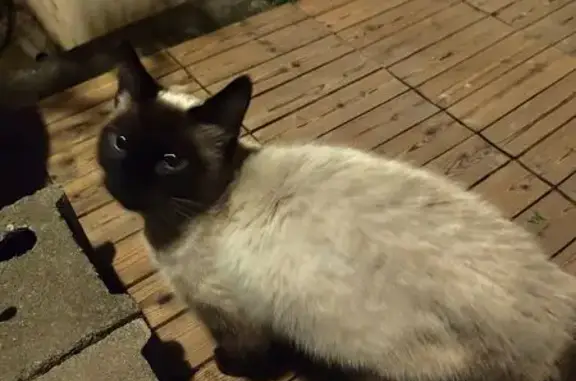 Animaux trouvés Bellenaves, photo: Trouvé Chat Femme, Route du Rond-Point des Fayes, Coutansouze, Bellenaves - siamoise non pucée
