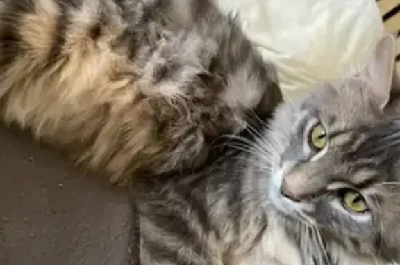 Perdu Chat homme, Lotissement les Prés de Siron, Sadirac - tigré gris, poil longs - photo
