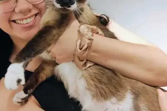 Gato desaparecido Fêmea (brl002486) - photo