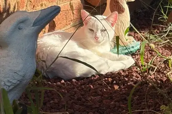 Lost and found pets Australia, photo: Friendly White Cat Found in Campbelltown
