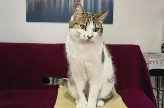 Animaux perdus Lyon, photo: Chat perdu, Voiron, Lyon - blanche et grise, yeux verts