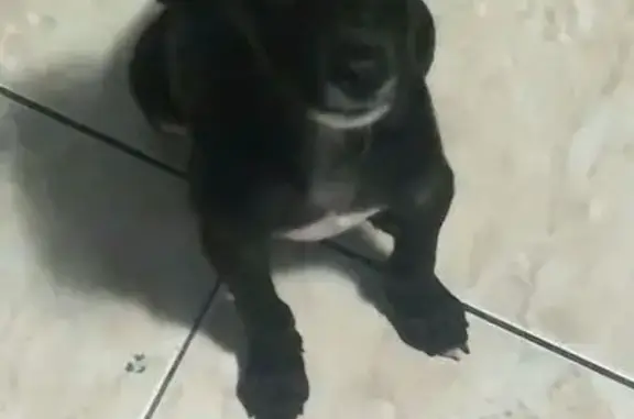 Cachorro encontrado Fêmea (brf002487) - photo