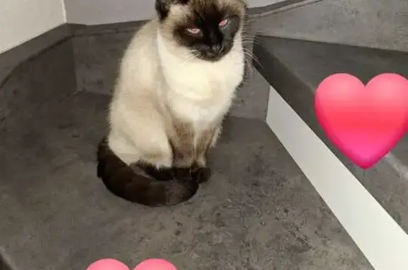 Animaux perdus Strasbourg, photo: Chat perdu, Alteckendorf, Strasbourg - couleur crème, 14 ans