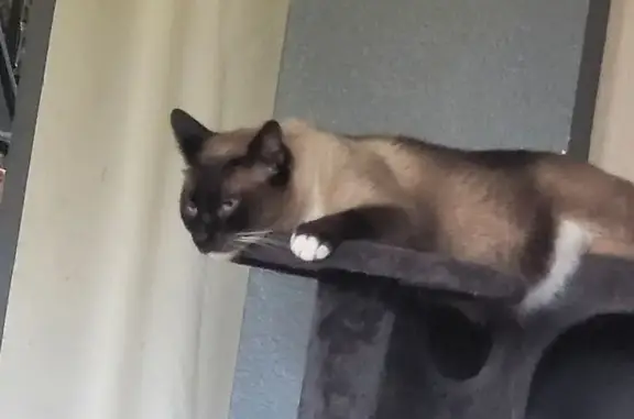 Lost male cat, Durham Drive, C...