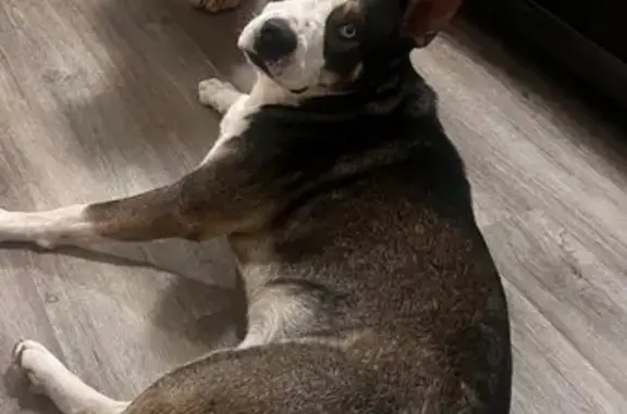 Lost male dog, East View Drive, Birmingham - goldendoodle mix with brown eye spot - photo