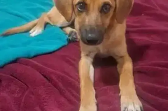 Cachorro encontrado Macho (brf002488) - photo