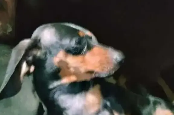 Lost female dog, Palisades Parkway, Oneonta - black with brown spots - photo