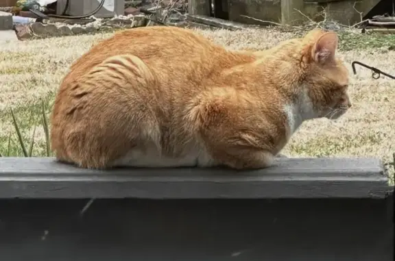 Missing cat Essex, photo: Lost male cat, Marine Oaks Drive, Essex - Orange Tabby, very skittish