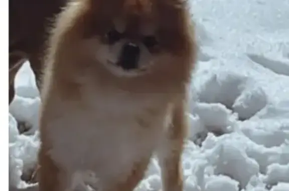 Lost pets Denver, photo: Lost male dog, Elliot Avenue, 3800, Springdale, Denver - light brown with white chest