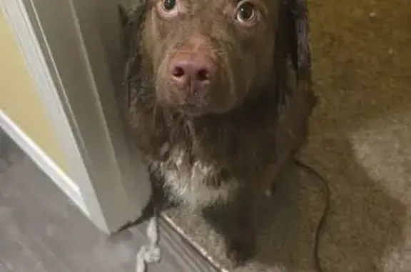 Lost male dog, Belle, Missouri - chocolate Australian shepherd - photo