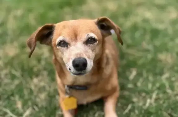 Missing dog Frisco, photo: Lost female dog, Feathering Drive, Frisco - purple collar and scar