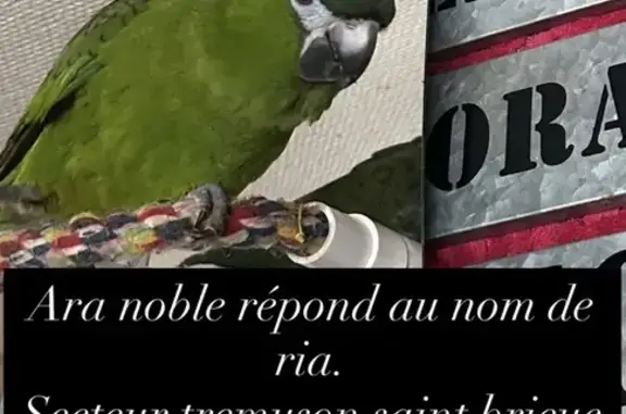 Animaux perdus Trémuson, photo: Perdu oiseau femme, Rue de la Fonderie, Trémuson, Lorient - vert et rouge