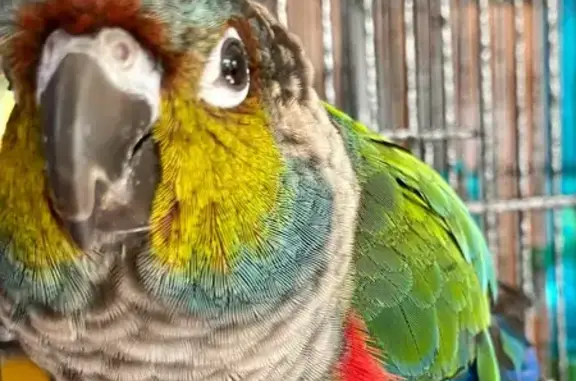 Lost male bird, Clear Water Co...