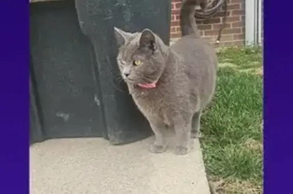 Lost male cat, Doyle Road, Hickory - gray with a fluffy tail - photo
