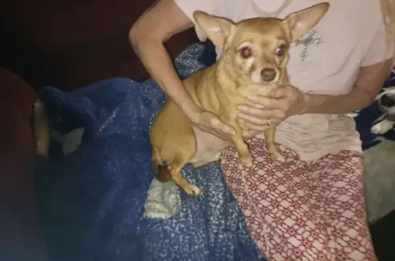 Found dog Gallatin Gateway, photo: Found female dog, Garnet Mountain Way, Gallatin Gateway