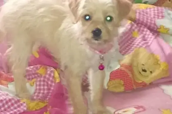 Зникла грайлива собака з рожевим ошийником