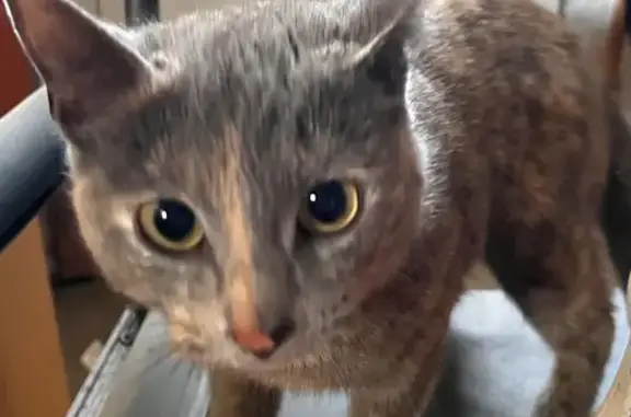 Found cat Raleigh, photo: Found female cat, Forest Road, Raleigh - gray and reddish