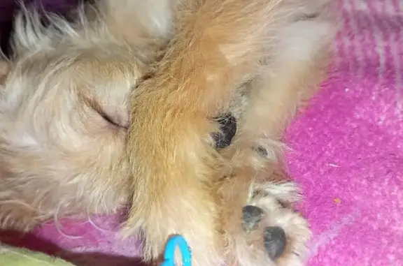 Зникла собака з рожевим ошийником, Чорнорудка