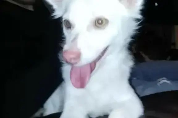 Lost dog, Terrebonne, Oregon - small all white, green eyes - photo