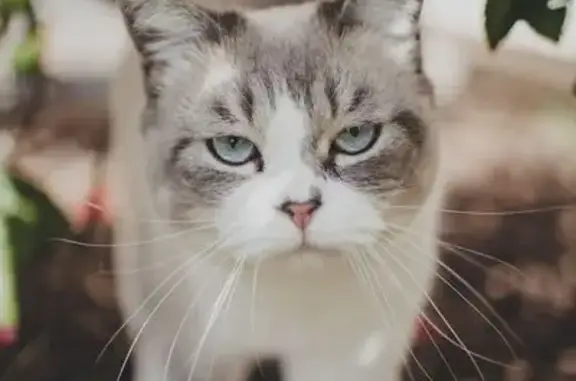 Animaux perdus Fonbeauzard, photo: Chat perdu, Place Simon Montariol, Fonbeauzard, Montauban - British shorthair aux yeux bleus