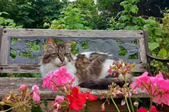 Chat perdu, Paris, photo: Perdu chat femelle, Rue Eugène Martin, Fontenay-sous-Bois - Tiouffine, 13 ans