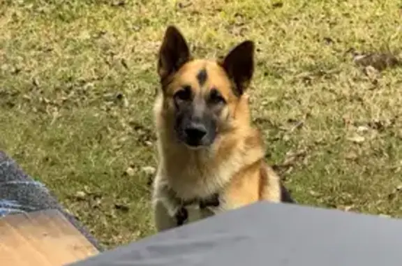 Lost male dog, Rosalee Street, La Marque - light/medium brown with black back - photo