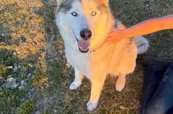 Found female dog, Canyon Ranch Drive, Cedar City - husky with white eyes - photo