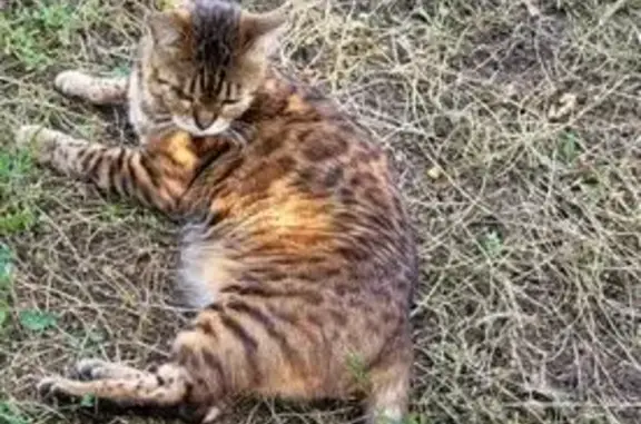 Chat perdu, Impasse de Ringere, Quinçay - Bengal castré - photo