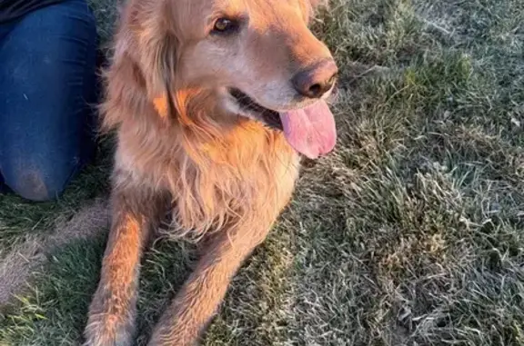Found male dog, Canyon Ranch Drive, Cedar City - golden color with gold eyes - photo