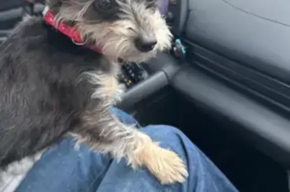 Lost female dog, Loves Truck Stop, Jasper, Tennessee - skittish and wearing a collar - photo