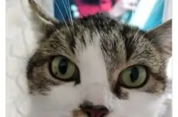 Perdu chat femelle, Houdain, Boran-sur-Oise - tricolore avec yeux verts - photo
