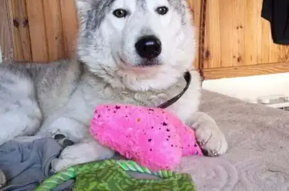 Lost female dog, Owens Road, Fairview, Rossville - Gray and white Siberian husky - photo