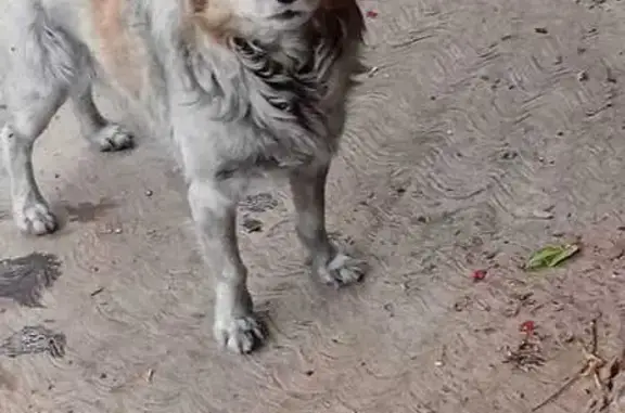 Animales perdidos , foto: ¡Perro perdido! Chaparrito en Chicoloapan
