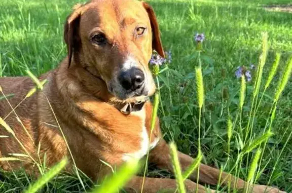 Lost male dog, Meandering Road, Fort Worth - red labrador lookalike - photo