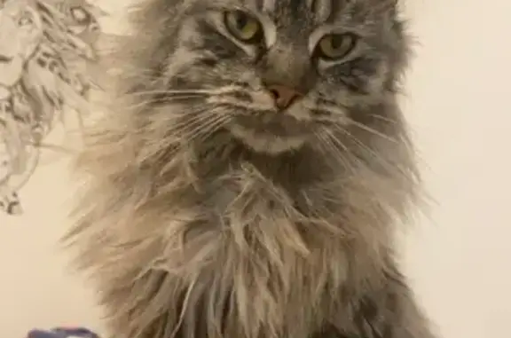 Animaux perdus Challans, photo: Chat perdu, Rue des Acacias, Challans - mâle castré, croisé Maine Coon