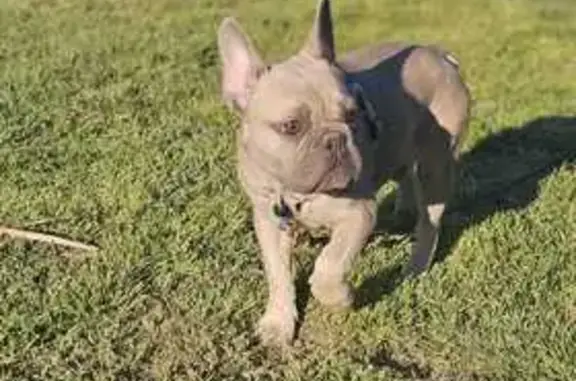 ¡Ayuda! Bulldog Francés perdido en El Rebolledo