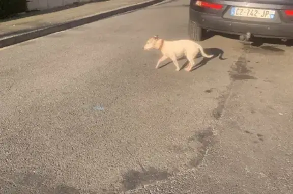 Chien trouvé Faches-Thumesnil, photo: Trouvé chien mâle, Rue Racine, Faches-Thumesnil - couleur crème avec tache noire