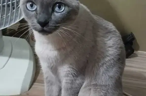 Gato desaparecido Fêmea (brl002490) - photo