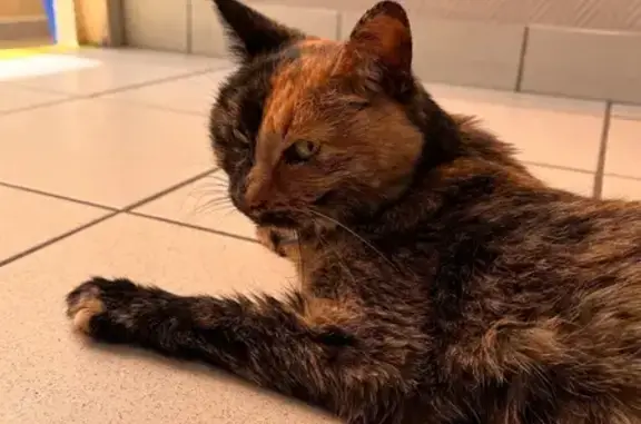 Chat trouvé Tergnier, photo: Trouvé Chat Femme, Avenue Jean Jaurès, Tergnier - très maigre et malade