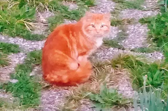 Chat trouvé Fontaine, photo: Trouvé chat femelle, Avenue Aristide Briand, Fontaine - roux avec tatouage