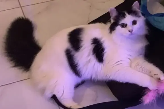 Chat perdu, Manneville-la-Goupil, Saint-Léonard - femelle noire et blanche - photo