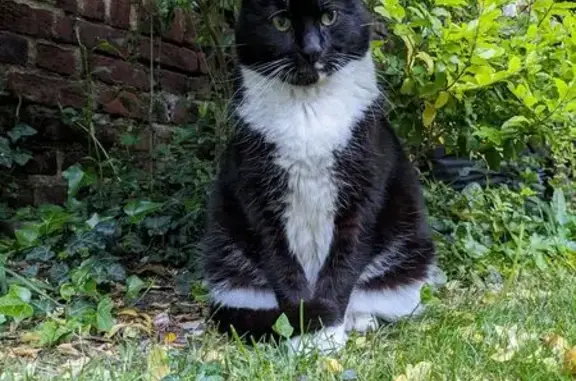 Chat perdu, Lille, photo: Chat perdu, Lille - Minou n'a pas l'habitude de quitter sa zone