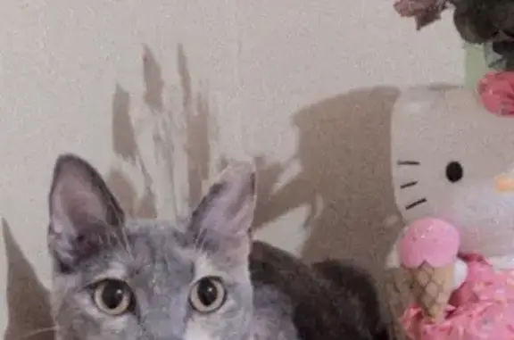 Gato Perdido: Gris, Blanco y C...